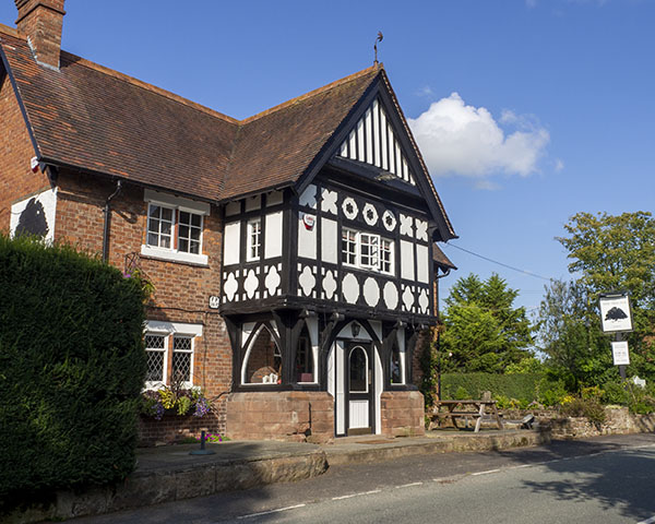 Yew Tree