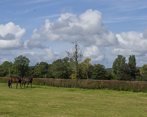 Horses